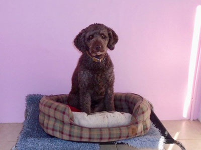 Towsers Kennels comfortable bedrooms